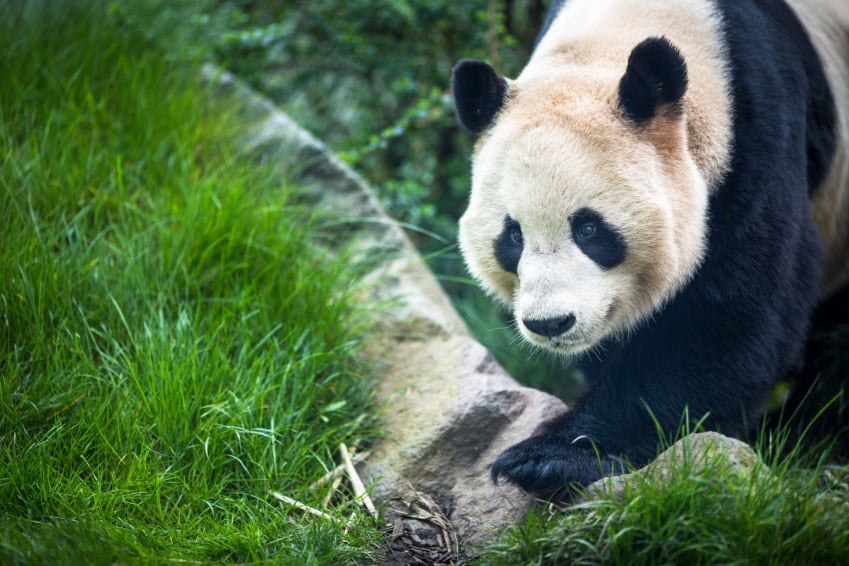 Close up of a giant panda in Edinburgh zoo