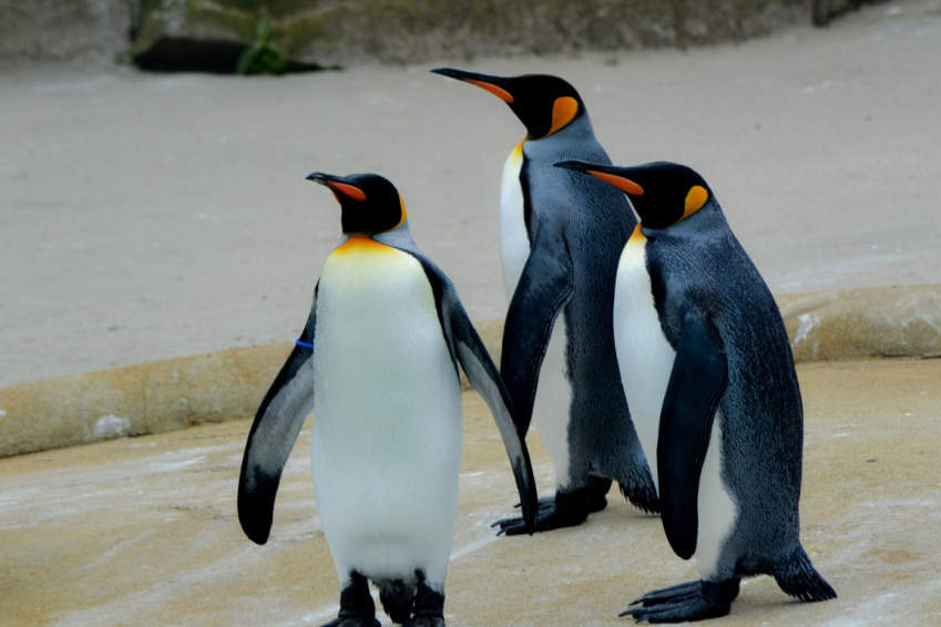 Pair of king penguins at Edinburgh Zoo, home to the world’s only knighted penguin and one of the fun animal facts about Edinburgh.