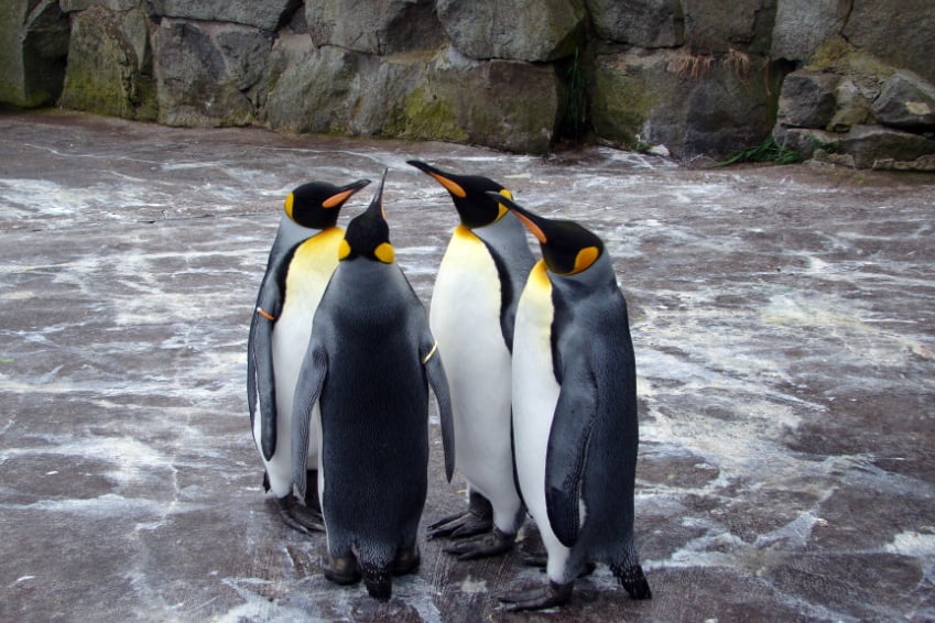 Four penguins on the "daily parade", a top attraction at Edinburgh zoo