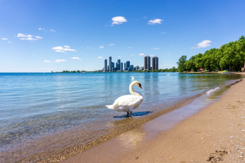 A swan at Sunnyside Beach with calm waters, a favorite among Toronto beaches visitors.